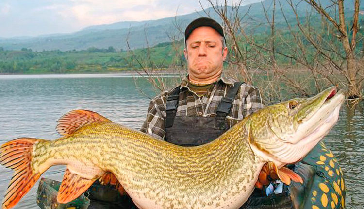 Giant pike. The largest in the world caught by fishermen (30 photos)