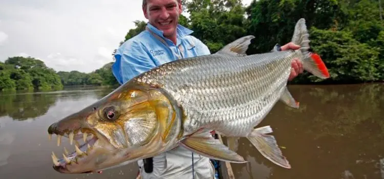 Goliath tiger fish: habitats, what it eats, fishing