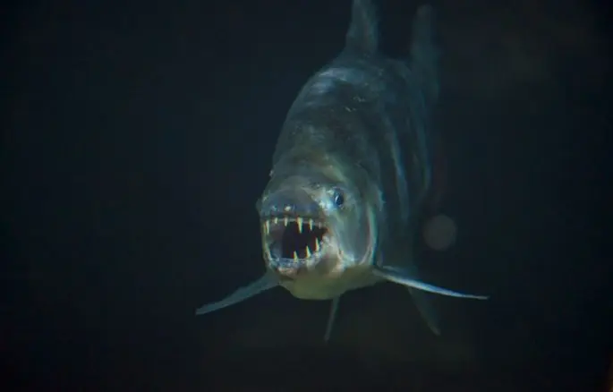 Goliath tiger fish: habitats, what it eats, fishing