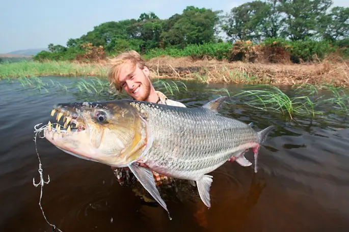 Goliath tiger fish: habitats, what it eats, fishing