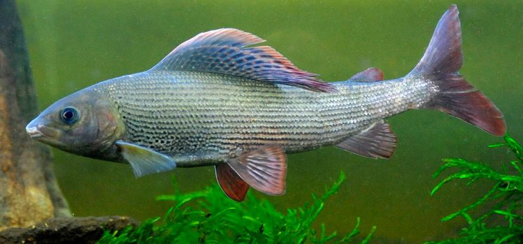 Grayling: description of fish, habitat, what it eats