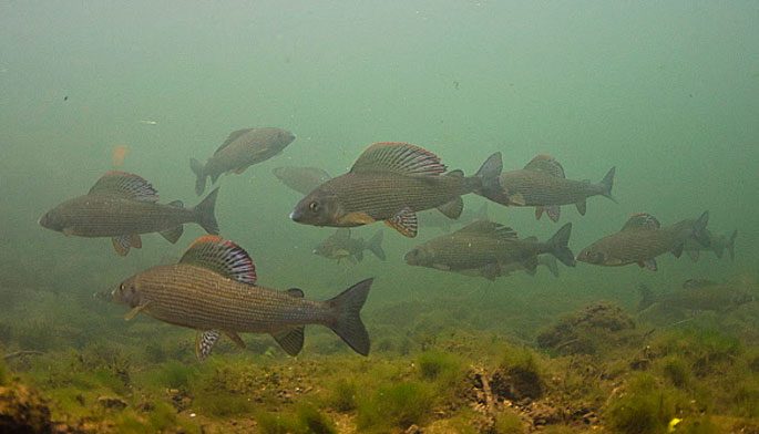 Grayling: description of fish, habitat, what it eats