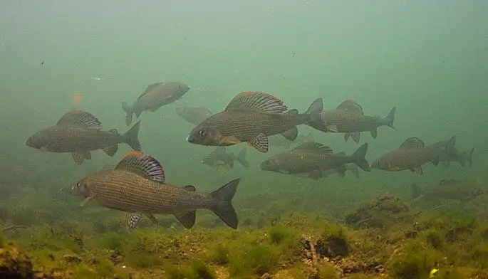 Grayling: description of fish, habitat, what it eats