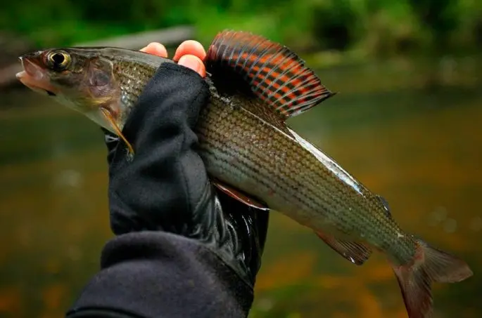 Grayling: description of fish, habitat, what it eats