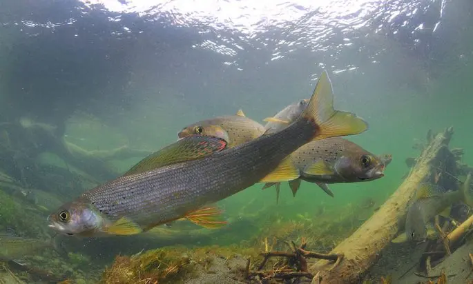 Grayling: description of fish, habitat, what it eats