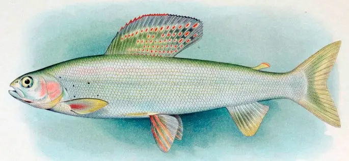 Grayling: description of fish, habitat, what it eats