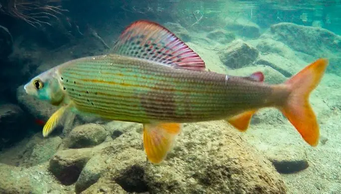 Grayling: description of fish, habitat, what it eats