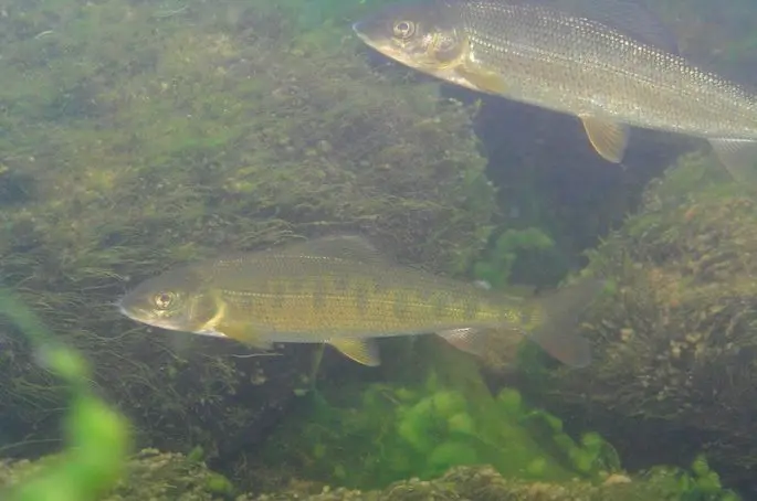 Grayling: description of fish, habitat, what it eats