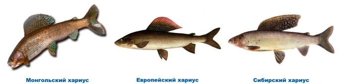 Grayling: description of fish, habitat, what it eats