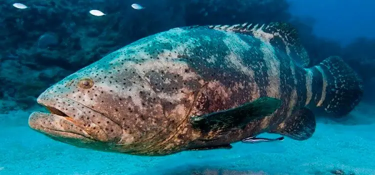 Grouper fish: description, habitat, useful properties, recipes