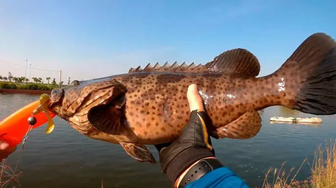 Grouper fish: description, habitat, useful properties, recipes