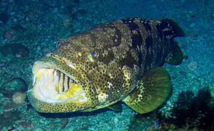 Grouper fish: description, habitat, useful properties, recipes