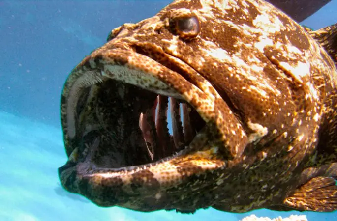 Grouper fish: description, habitat, useful properties, recipes