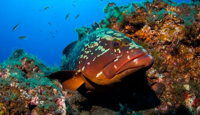 Grouper fish: description, habitat, useful properties, recipes