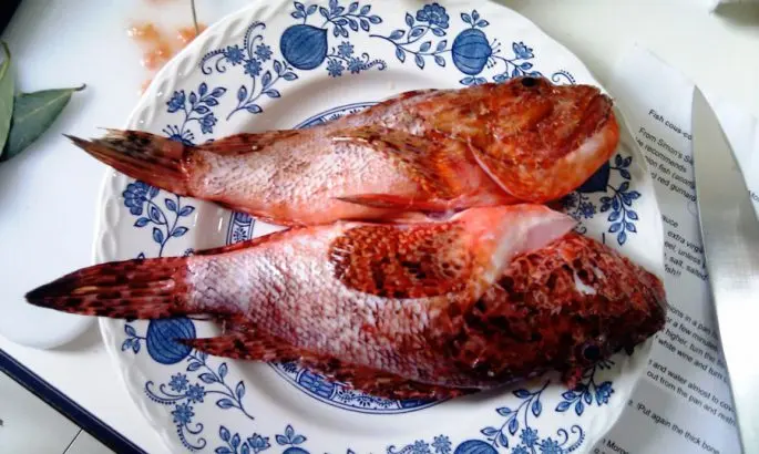 Grouper fish: description, habitat, useful properties, recipes