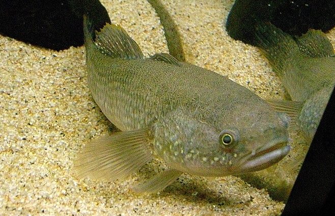 Poisson goujon: description et photo de la famille des poissons de rivière