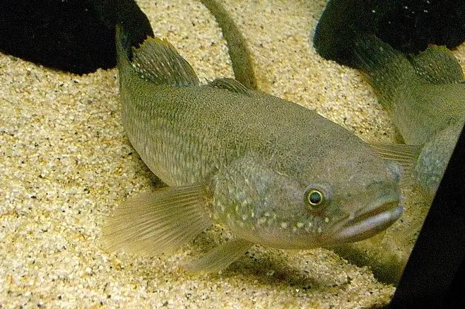 Gudgeon fish: description and photo of the river family of fish