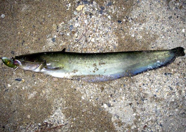 Habitat and methods of catching Amur catfish