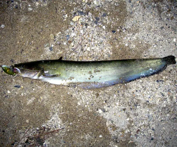 Habitat and methods of catching Amur catfish