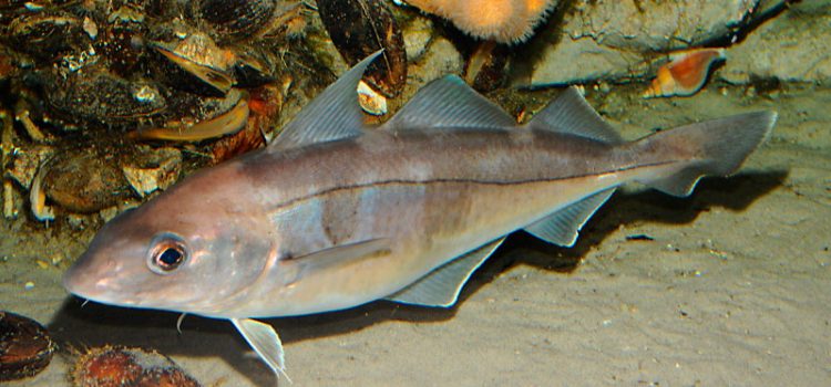 Mezgit balığı: fotoşəkili ilə təsviri, harada tapıldığı, nə yediyi
