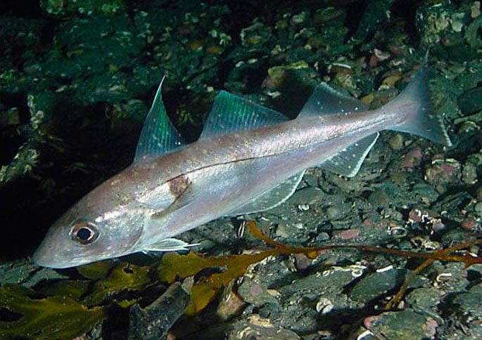 Haddock fish: a description with a photo, where it is found, what it eats