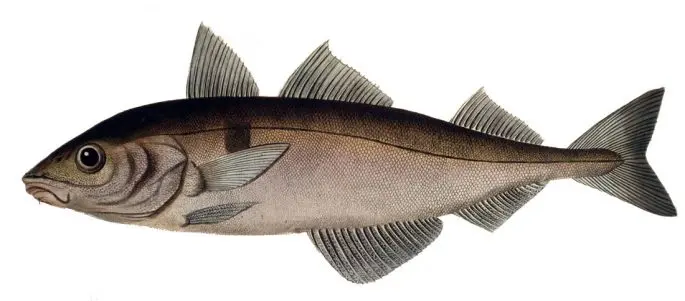 Haddock fish: a description with a photo, where it is found, what it eats