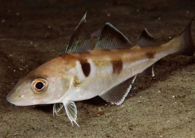 Haddock fish: a description with a photo, where it is found, what it eats