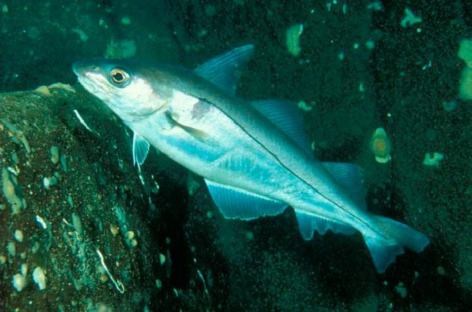 Haddock fish: a description with a photo, where it is found, what it eats