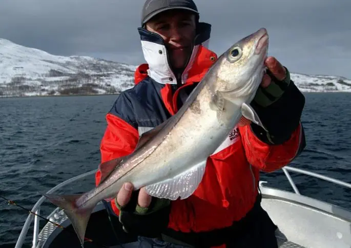 Haddock fish: a description with a photo, where it is found, what it eats