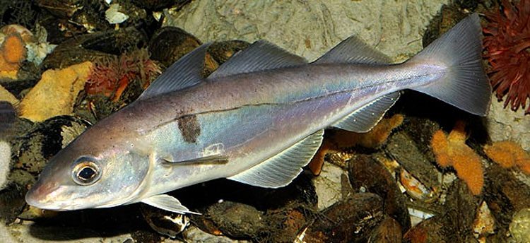 黑線鱈魚：益處和危害、烹飪方法、卡路里