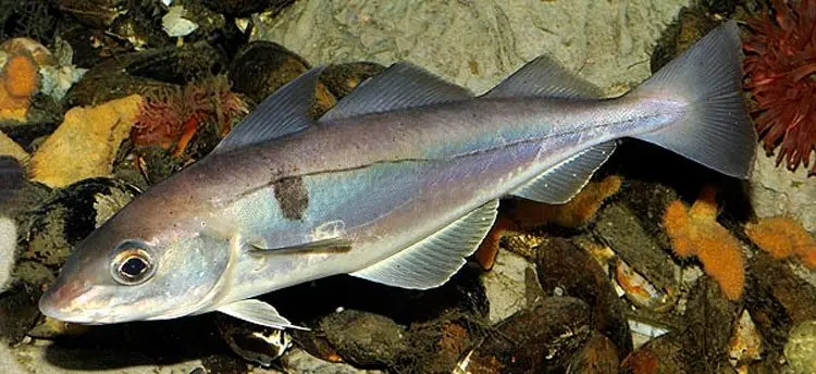 Haddock fish: benefits and harms, cooking methods, calories
