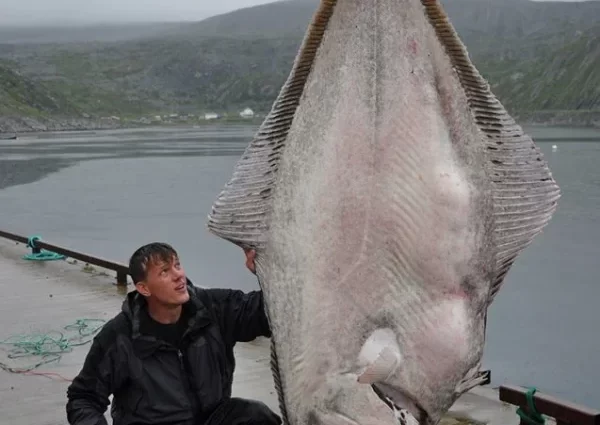Halibut fishing: gear for catching giant halibut in the Barents Sea