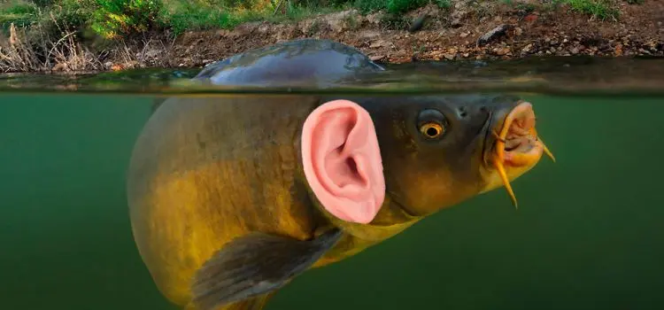 Hearing in fish, what is the organ of hearing in fish