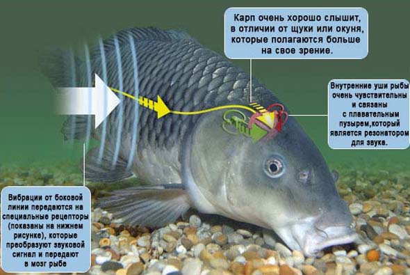 Hearing in fish, what is the organ of hearing in fish