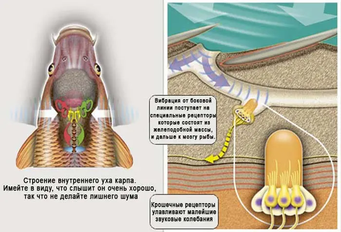Hearing in fish, what is the organ of hearing in fish