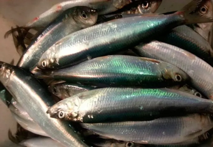 Herring recipes: cooking sprats, marinated herring