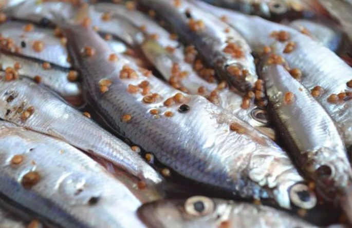 Herring recipes: cooking sprats, marinated herring