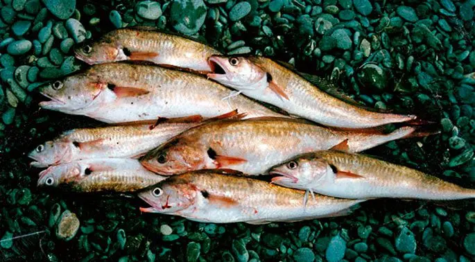 Hoka fish: habitat, useful properties, recipes