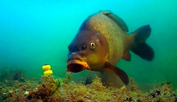 How carp pecks: carp bite on a float rod and a donkey (feeder)