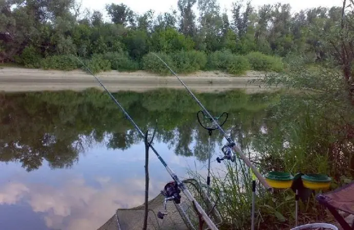 How carp pecks: carp bite on a float rod and a donkey (feeder)