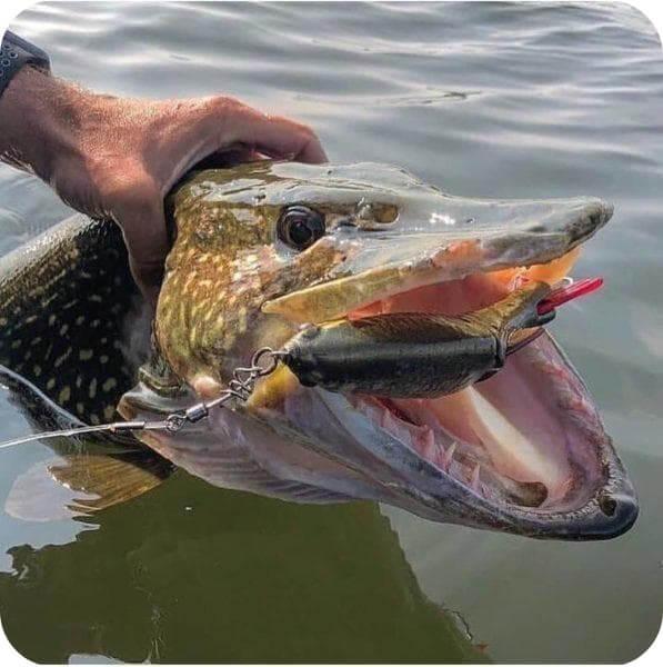 How long does a pike live and weigh?
