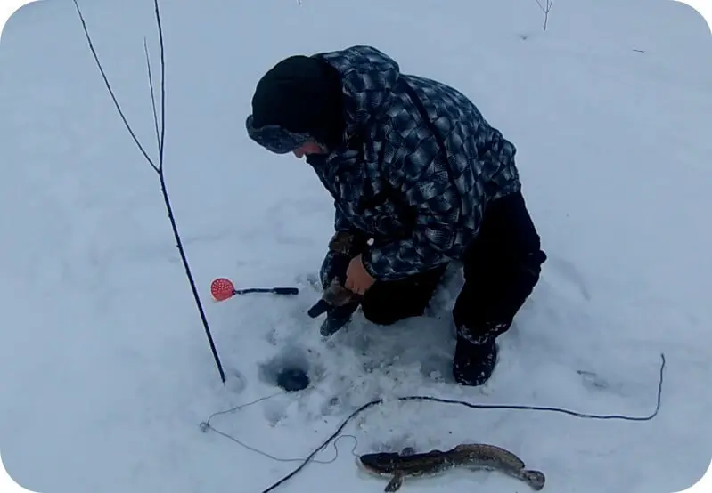 How to catch burbot in winter and summer &#8211; fishing tackle