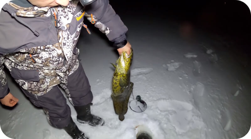 How to catch burbot in winter and summer - fishing tackle