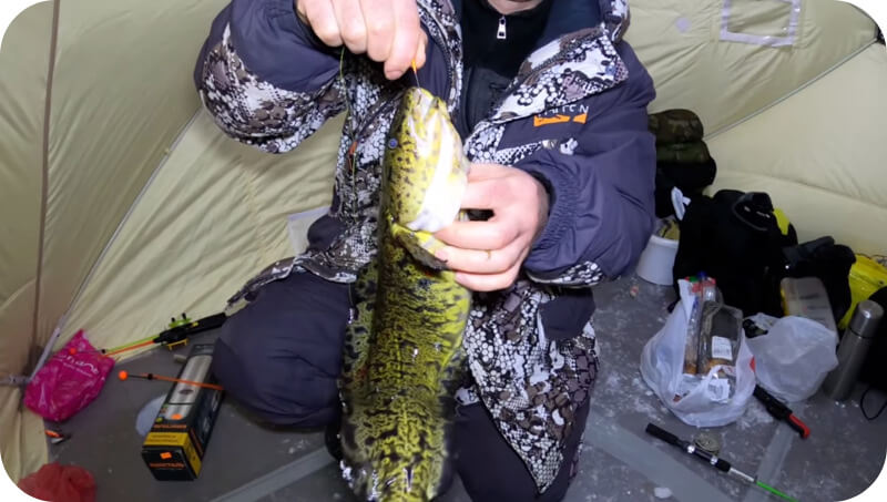 How to catch burbot in winter and summer - fishing tackle