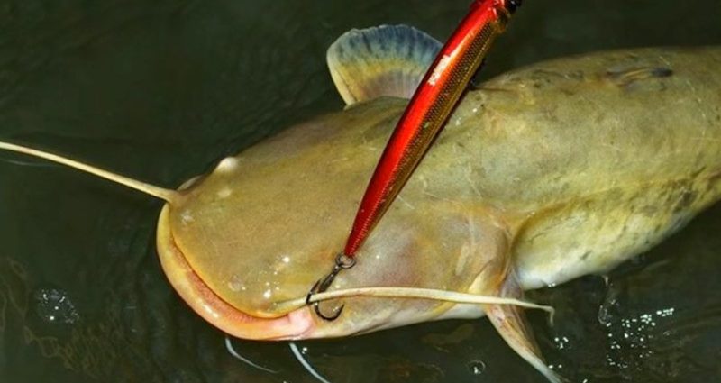How to catch catfish from the shore &#8211; the best tackle and bait