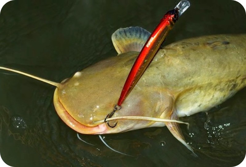 How to catch catfish from the shore - the best tackle and bait