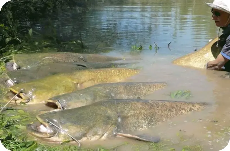 How to catch catfish from the shore - the best tackle and bait