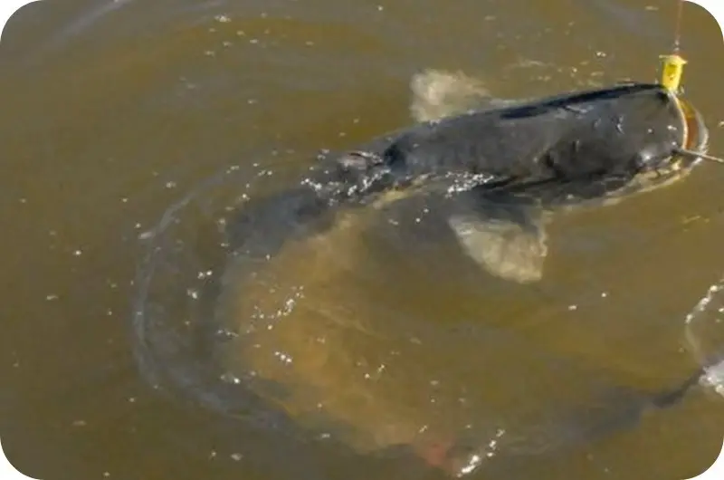 How to catch catfish from the shore - the best tackle and bait