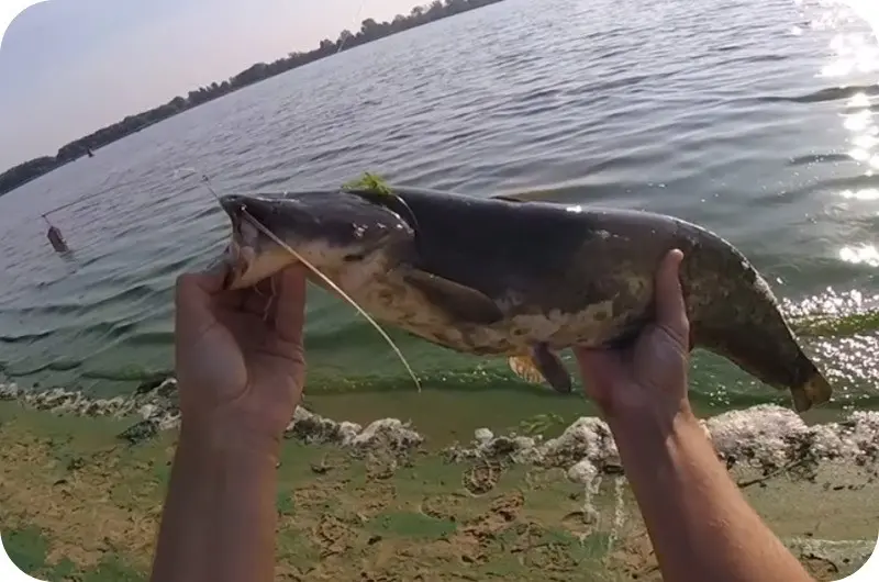 How to catch catfish from the shore - the best tackle and bait