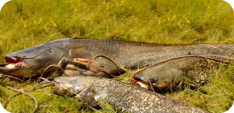 How to catch catfish from the shore - the best tackle and bait